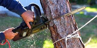 Lawn Watering Services in San Bruno, CA