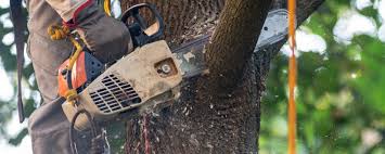  San Bruno, CA Tree Care Pros