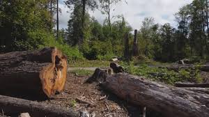 Best Tree Maintenance Programs  in San Bruno, CA