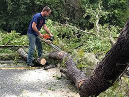 How Our Tree Care Process Works  in  San Bruno, CA