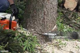 Best Tree and Shrub Care  in San Bruno, CA