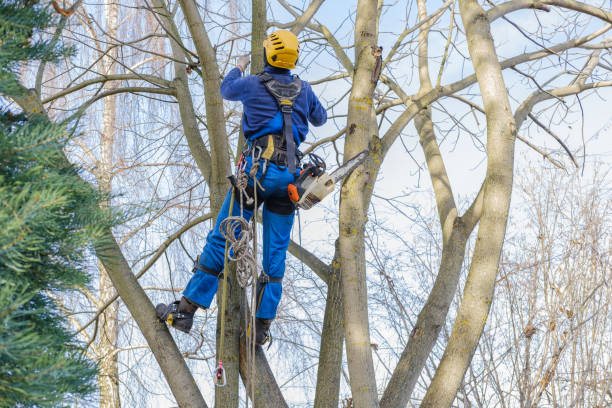 Best Leaf Removal  in San Bruno, CA