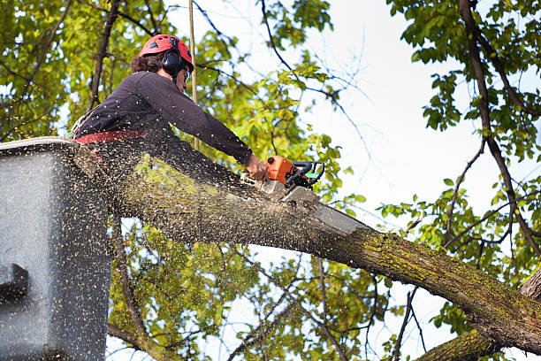 Trusted San Bruno, CA Tree Care Experts