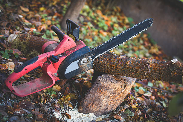 Best Tree Removal  in San Bruno, CA