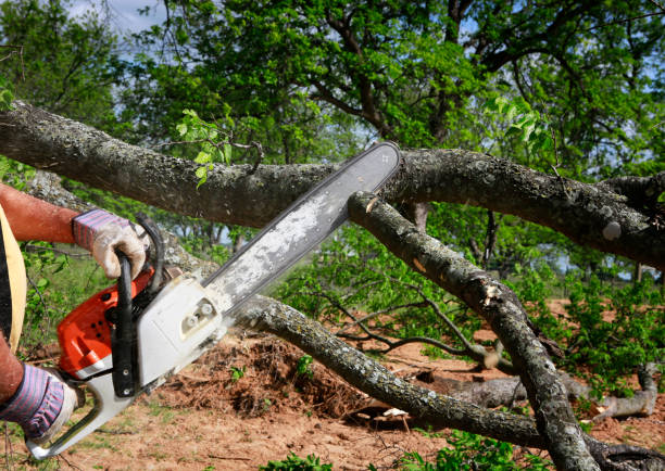 Best Tree Cabling and Bracing  in San Bruno, CA
