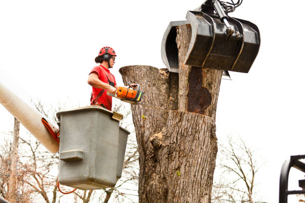 Best Tree Health Inspection  in San Bruno, CA